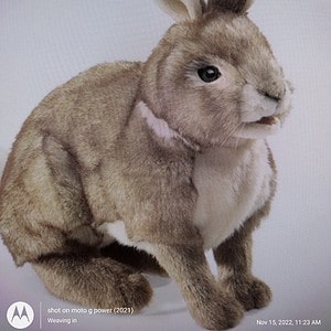 Folkmanis Puppets - Cottontail Rabbit