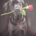 Dog with rose, Love