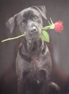 Dog with rose, Love
