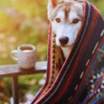 Get Well Dog in Blanket