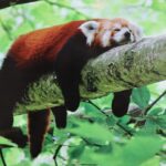 Sleeping Red Panda