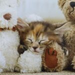 Kitten with Teddy Bears